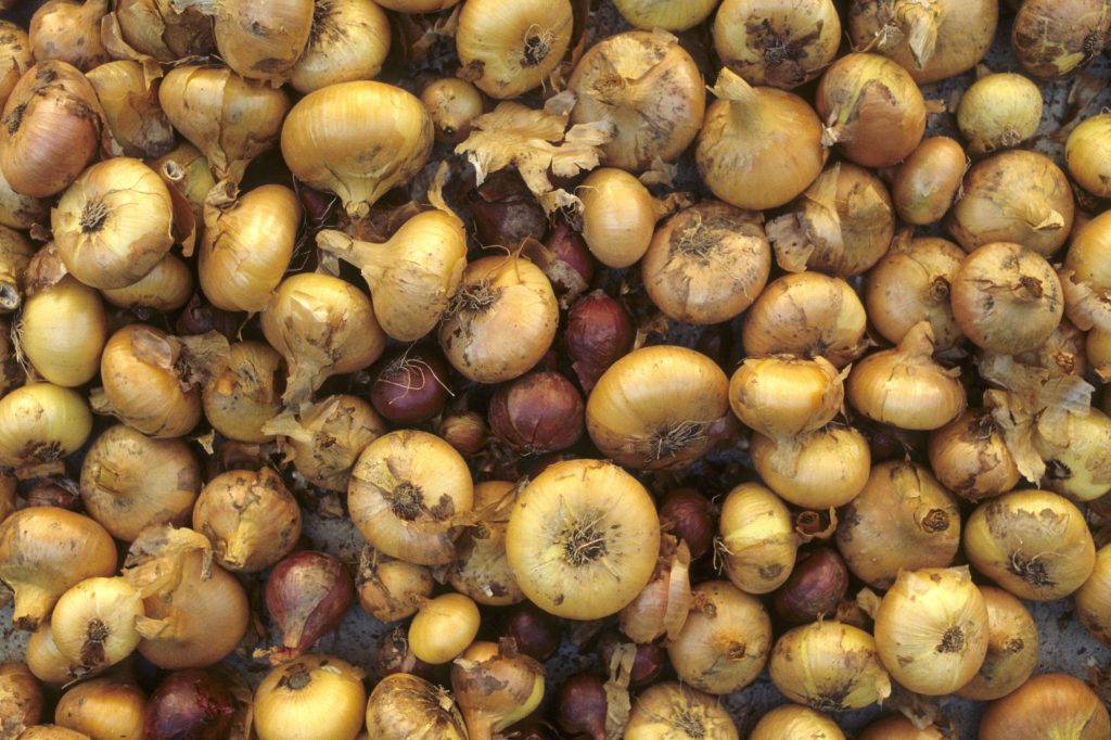 Sute de cazuri de salmonella în 37 de state din SUA, provocate de ceapă. De unde proveneau legumele