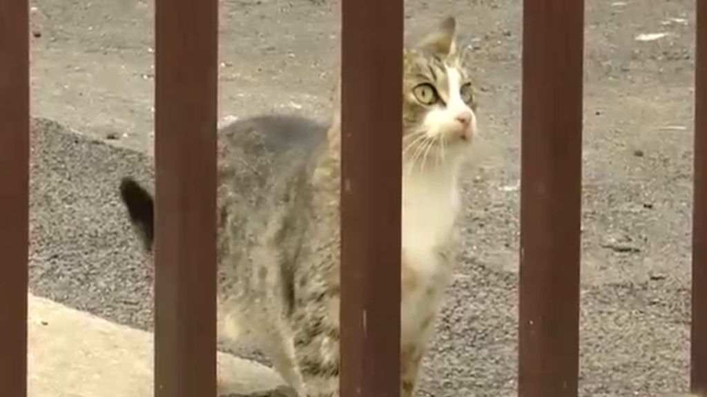 Pisică traficantă de droguri, prinsă de polițiști. Pentru cine transporta droguri pisica