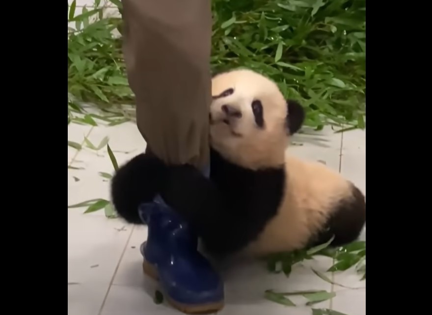 Cinci vești bune despre mediu din anul 2021