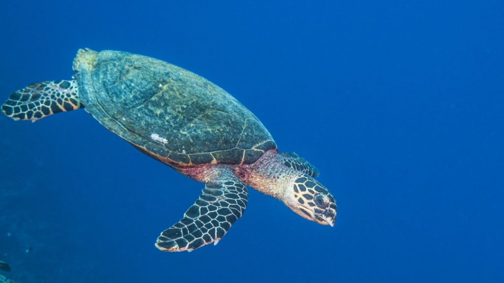 Patru copii au murit după consumul de carne otrăvită de broască țestoasă