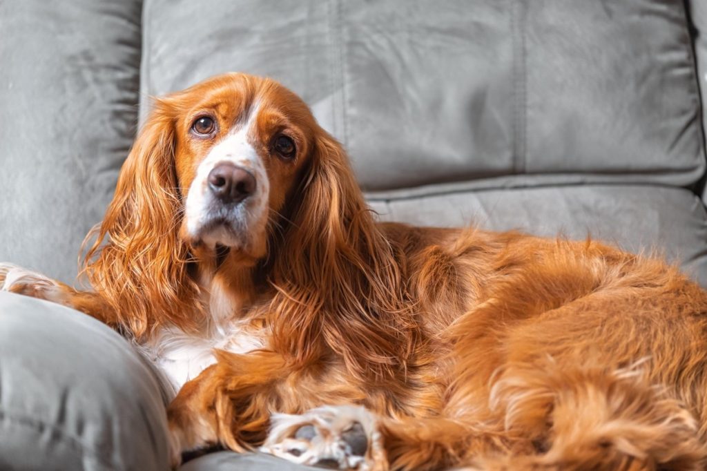 Rolul animalelor de companie în dezvoltarea copiilor