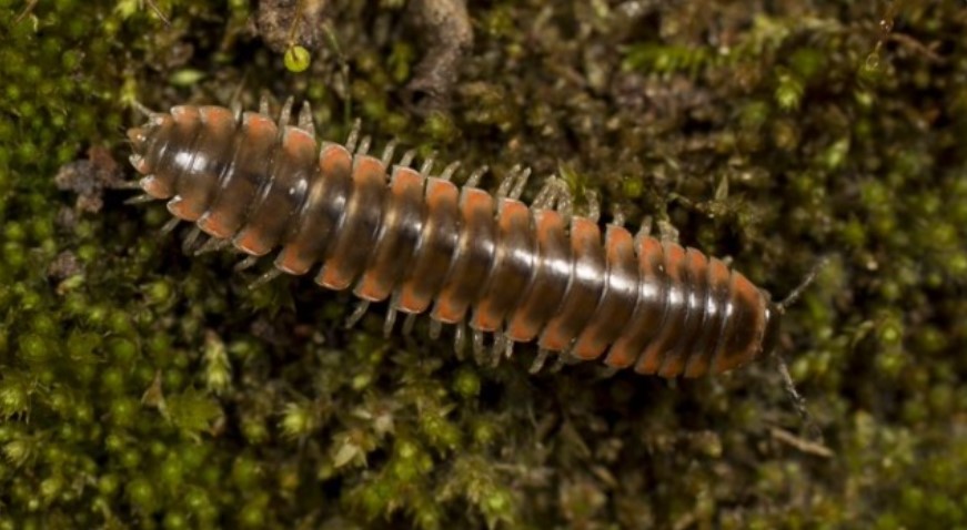 Entomologii au botezat o nouă specie de miriapod după cântăreața americană Taylor Swift
