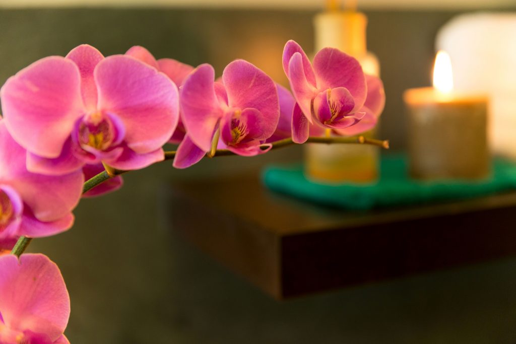 O specie rară de orhidee, care nu a mai fost văzută din 1902, redescoperită după 120 de ani