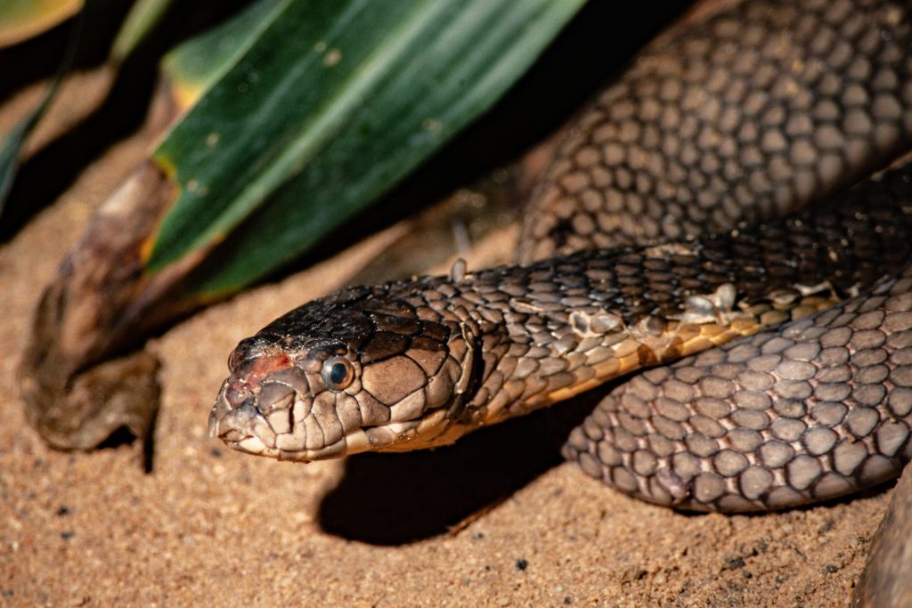 Oamenii de știință urmăresc 77 de specii timp de 60 de ani pentru a încerca să dezvăluie secretele vieții lungi