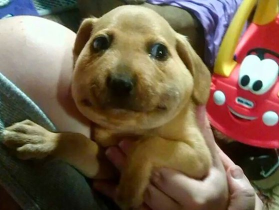 Ce trebuie să faci dacă animalul tău de companie înghite o albină