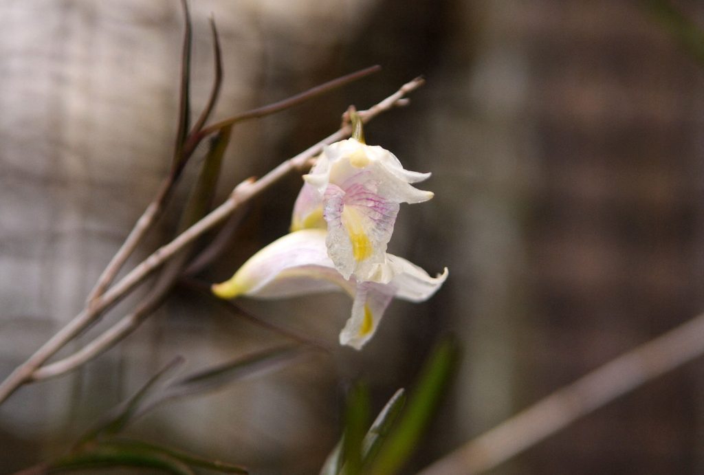 O nouă specie de orhidee, descoperită în Parcul Naţional pentru Panda Uriaş din China