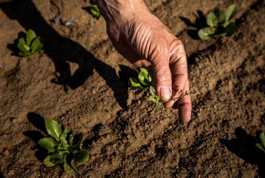 Din cauza prețului gazului, fermierii fertilizează cu zaț de cafea în loc de îngrășăminte