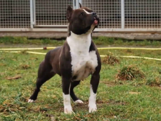 Câinii pot detecta modificări ale respirației și ale transpirației produse din cauza stresului