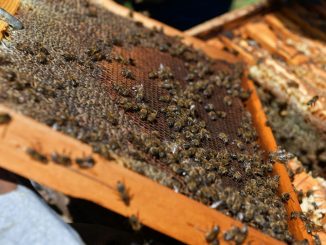 STUDIU. Albinele „numără” de la stânga la dreapta, la fel ca oamenii