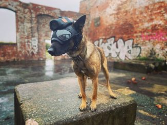 Cum să îți protejezi animalul de companie în siguranță în noaptea de Revelion de focurile de artificii