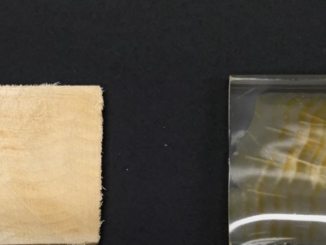 Lemnul transparent ar putea înlocui într-o zi produsele din plastic și sticlă, care reprezintă o amenințare majoră pentru planetă