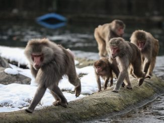 STUDIU. Babuinii pot trece fără efort de la mersul în patru picioare la mersul în două