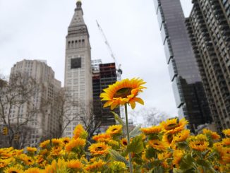Un frumos pat de 333 de floarea-soarelui a fost instalat în Flatiron, New York, în sprijinul Ucrainei de Ziua Integrității