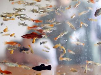 Peștii au preluat controlul asupra Nintendo Switch-ului unui YouTuber în timpul unui livestream. Au cumpărat cu cardul, au creat un cont PayPal și chiar au trimis un e-mail