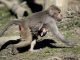 Mister la grădina zoologică: o maimuță a rămas însărcinată deși a stat singură într-o cușcă timp de doi ani