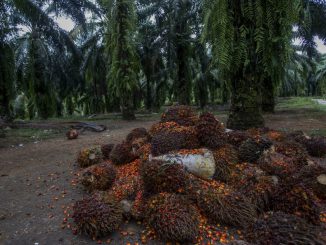 Agricultură cu ajutorul AI. Cum ar putea contribui inteligența artificială la creșterea randamentelor agricole la nivel mondial