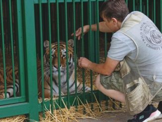 LIVE UPDATE. 373 zile de invazie rusă. Animale sălbatice salvate din război. Femeia care a apărat peste 600 de mamifere din Ucraina