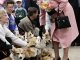 Expoziţie dedicată câinilor corgi ai suveranei Marii Britanii, la șase luni de la moartea acesteia