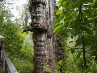 Cel mai „bătrân” copac din lume este capabil să dezvăluie secretele planetei. Ce vârstă se estimează că are arborele