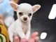 FOTO. Patrupedul mai mic decât o bancnotă. Un chihuahua deține recordul mondial pentru cel mai mic câine din lume