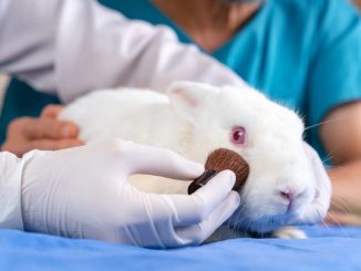 Canada interzice oficial testarea produselor cosmetice pe animale. Ce alte țări au adoptat deja legea