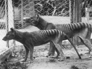 Tigrul tasmanian ajută oamenii de știință. Cum au fost descoperite molecule ARN într-o specie dispărută